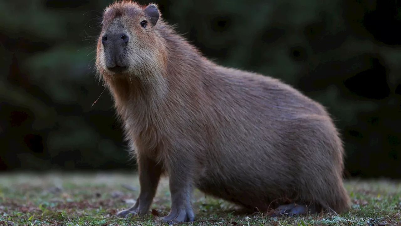 Escaped capybara: Hoo Zoo calls on public for help locating missing Cinnamon