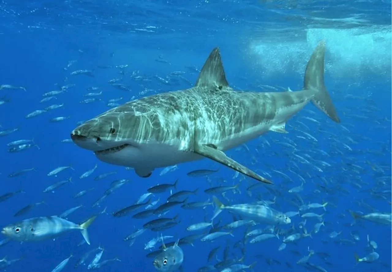 Una turista muere en aguas de Canarias por el ataque de un tiburón