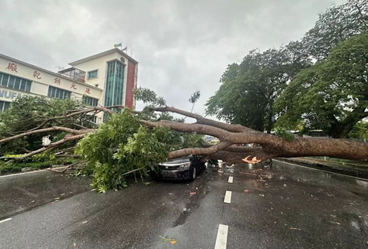 Hundreds of trees down, floods hit 71 locations in storm-lashed Penang