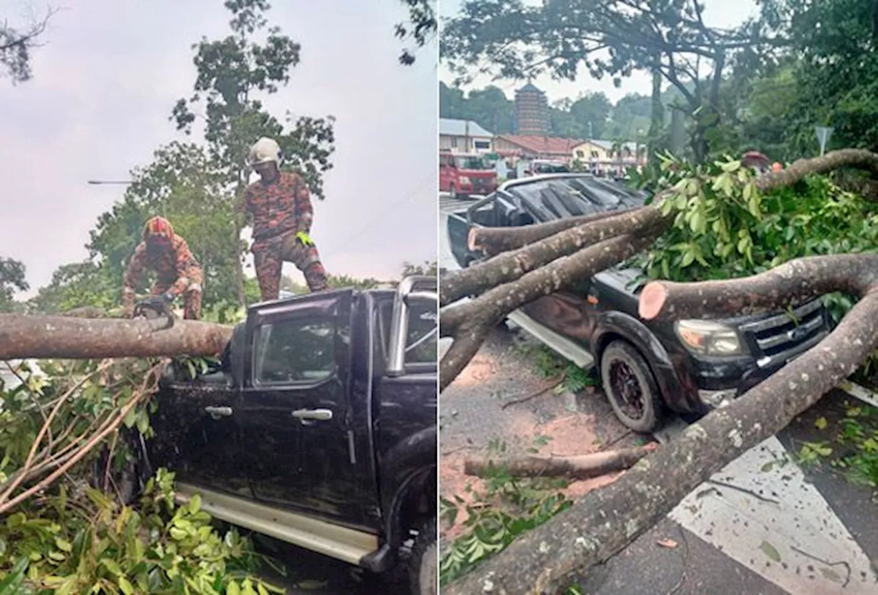 Lightning-quick reaction saves two men when tree falls on vehicle