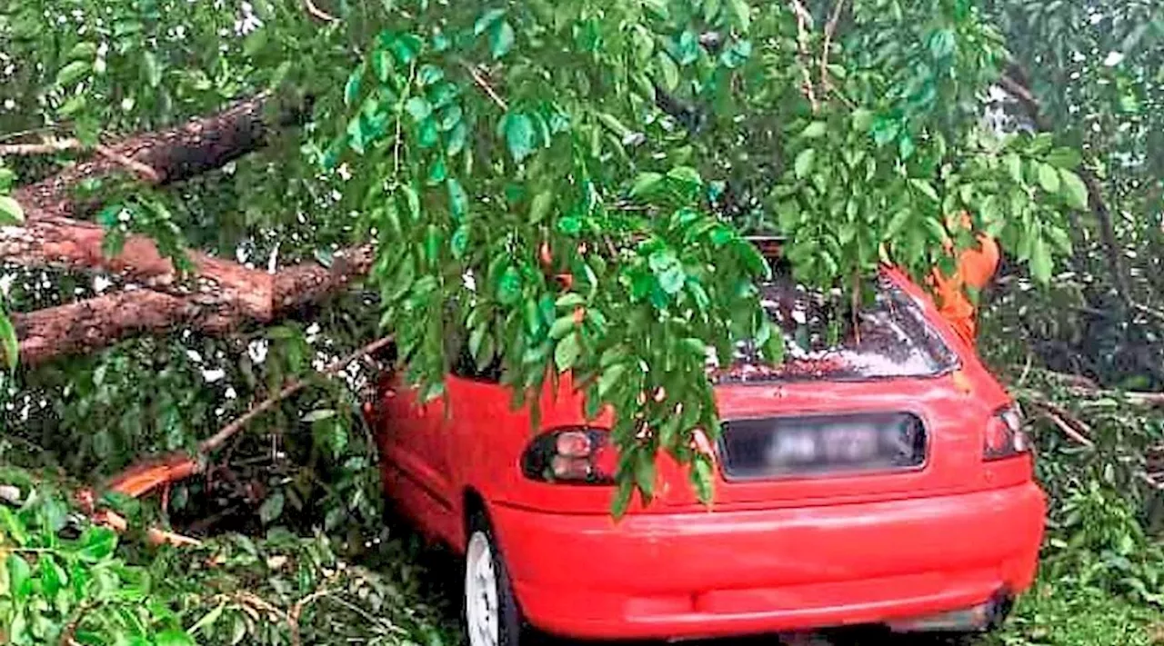 Man escapes unscathed as strong winds topple trees in Sabah