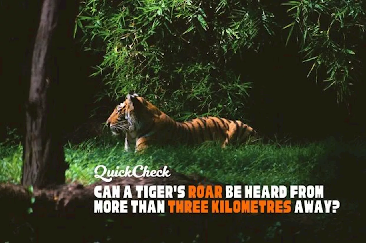 QuickCheck: Can a tiger's roar be heard from three kilometres away?