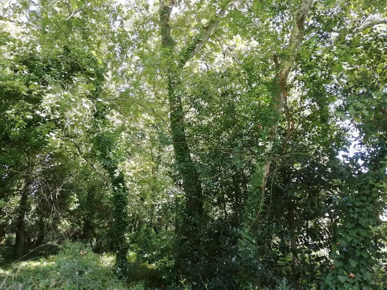 Gironde : Le Teich célèbre les Journées du Patrimoine avec un programme riche et varié