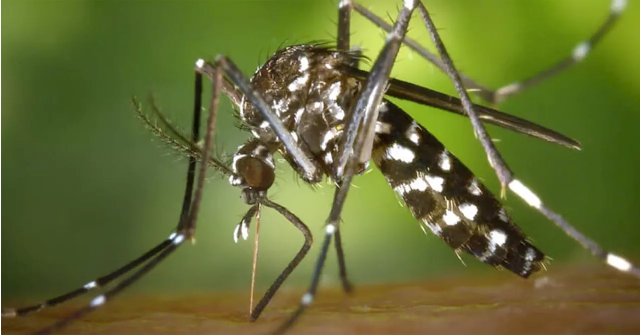 39 patay sa dengue; pa-ospital libre na