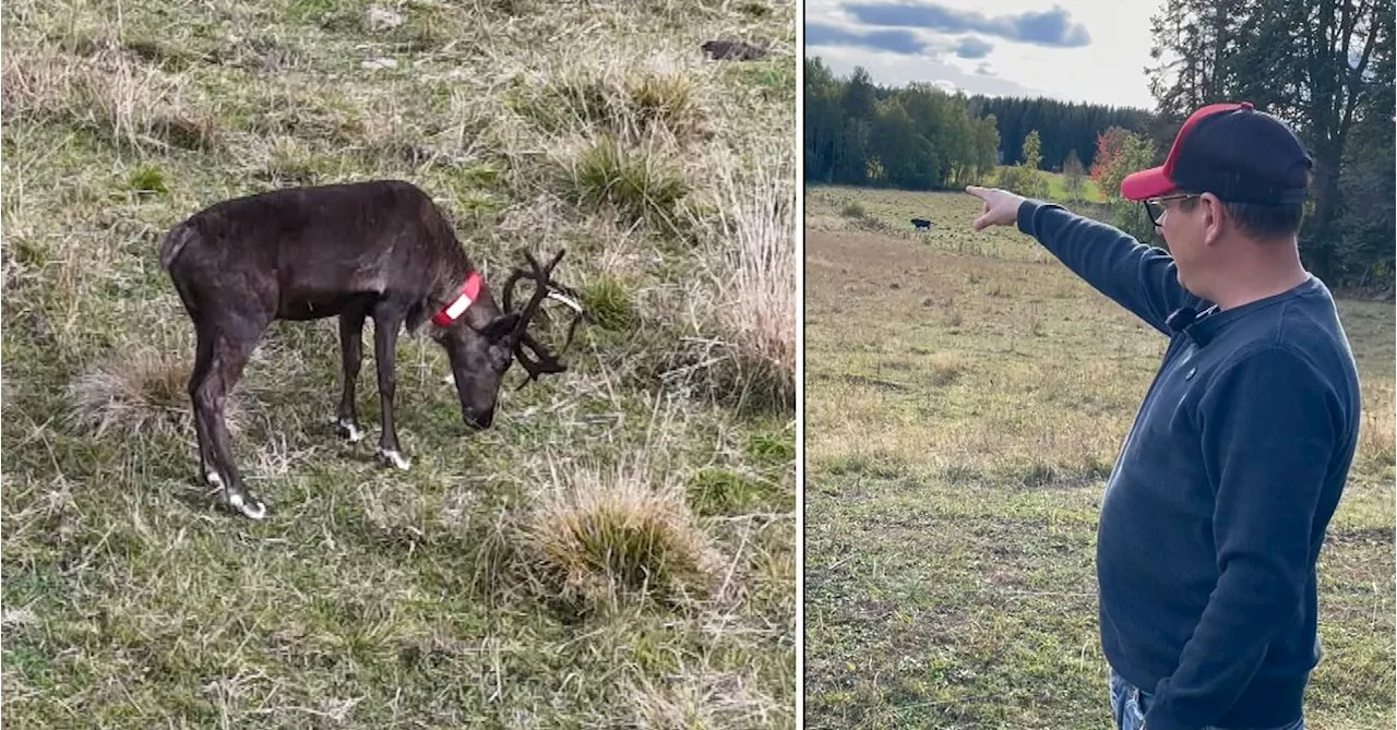 Här betar en vilsen ren i kohagen utanför Falun – ”Törs inte vara med korna”