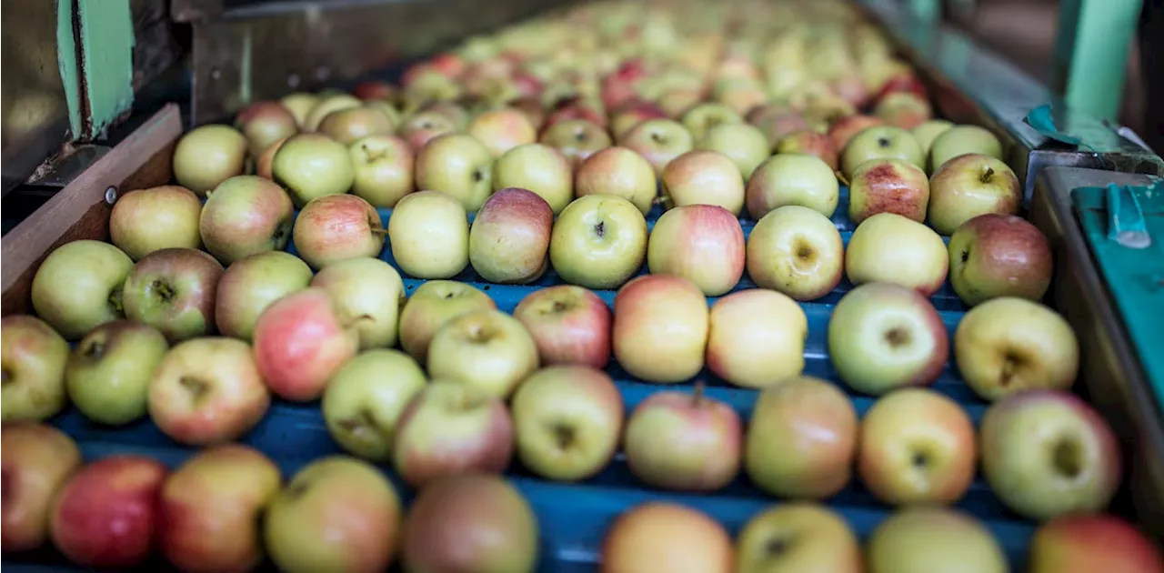 Fungi to the rescue: South African scientists use innovative approach to protect apple trees