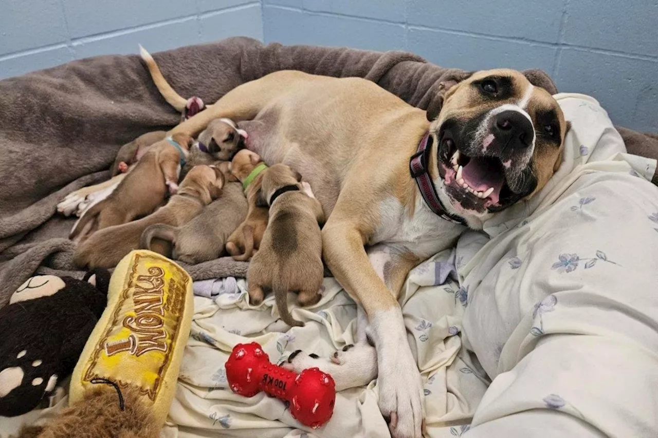 1 of 3 pit bulls seized by Kelowna BC SPCA gives birth to 10 puppies