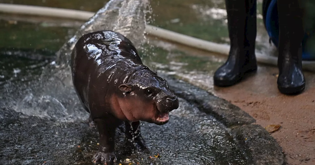 What to Know About Moo Deng, the Baby Pygmy Hippo Gone Viral