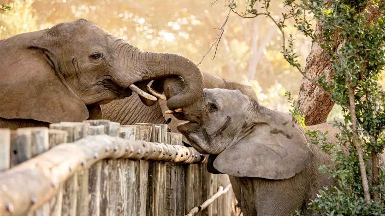 Zimbabwe to cull 200 elephants to feed people left hungry by drought