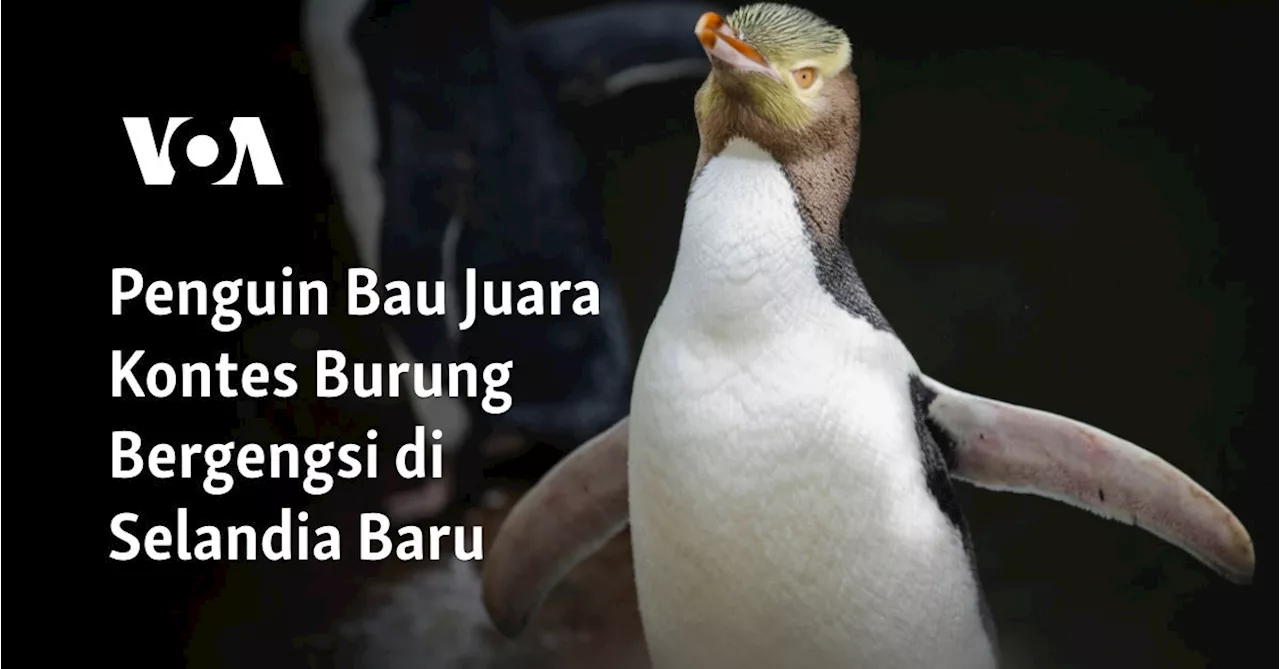 Penguin Bau Juara Kontes Burung Bergengsi di Selandia Baru