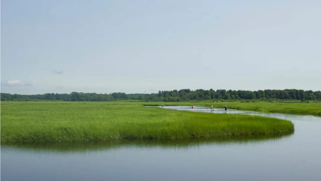 Development and rising seas threaten Maine's salt marshes, a key carbon sink