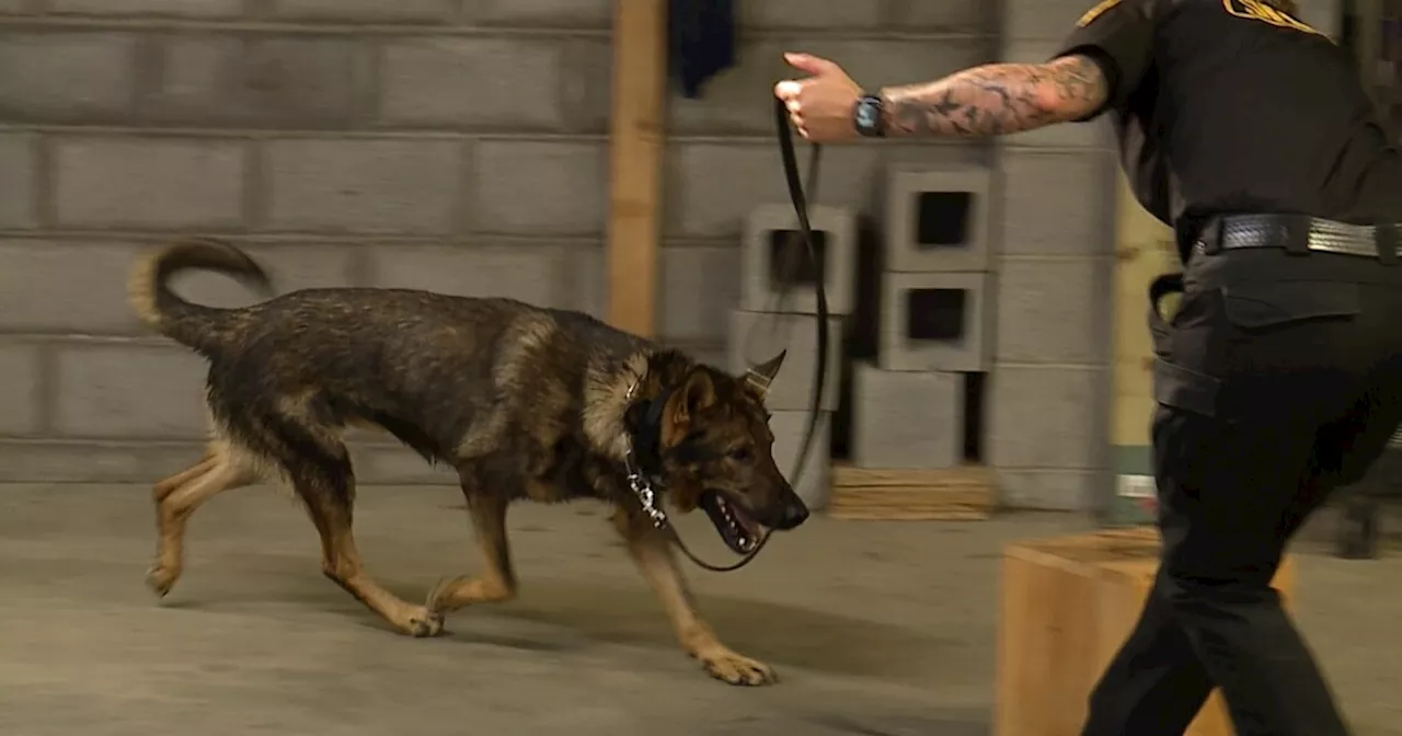 Police K-9s, once used on the streets to sniff out drugs, find new jobs inside Ohio jails