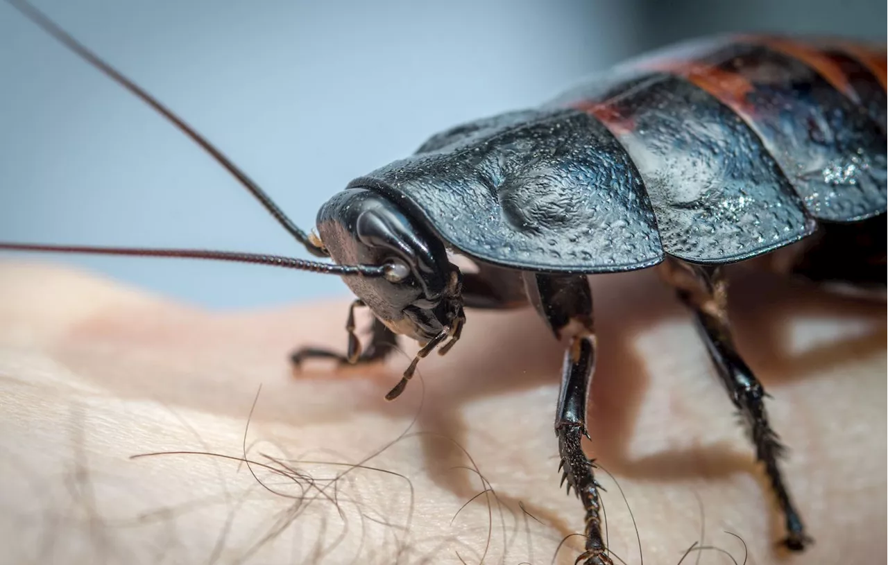 Firminy : Une habitante subit une infestation de cafards depuis trois ans