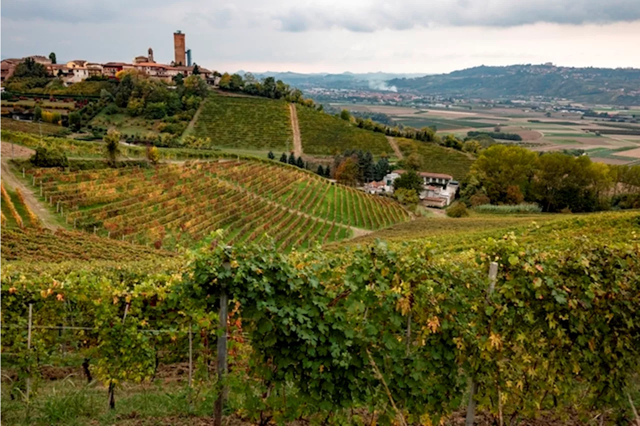 Autunno sulle colline del Barbaresco. le terre di Fenoglio