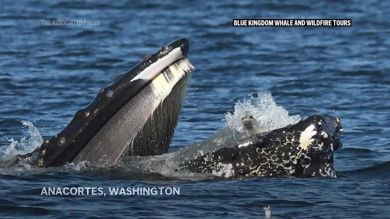 Humpback Whale Accidentally Swallows Seal