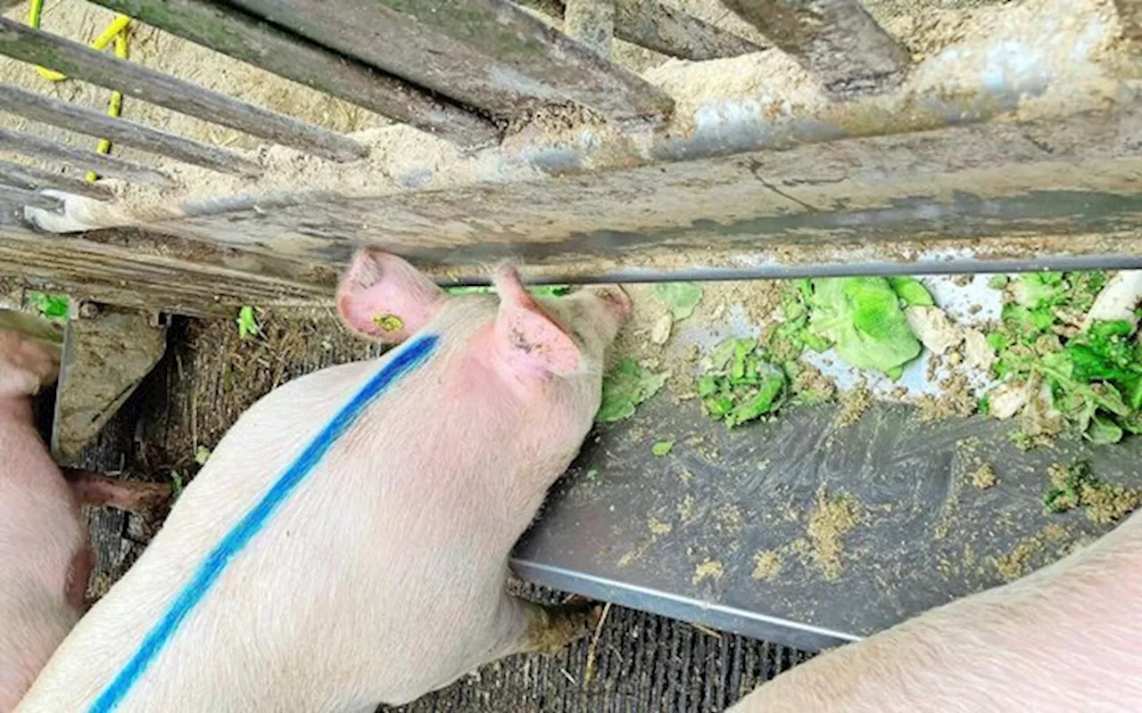Gemüseschweine: Nachhaltige Alternative?