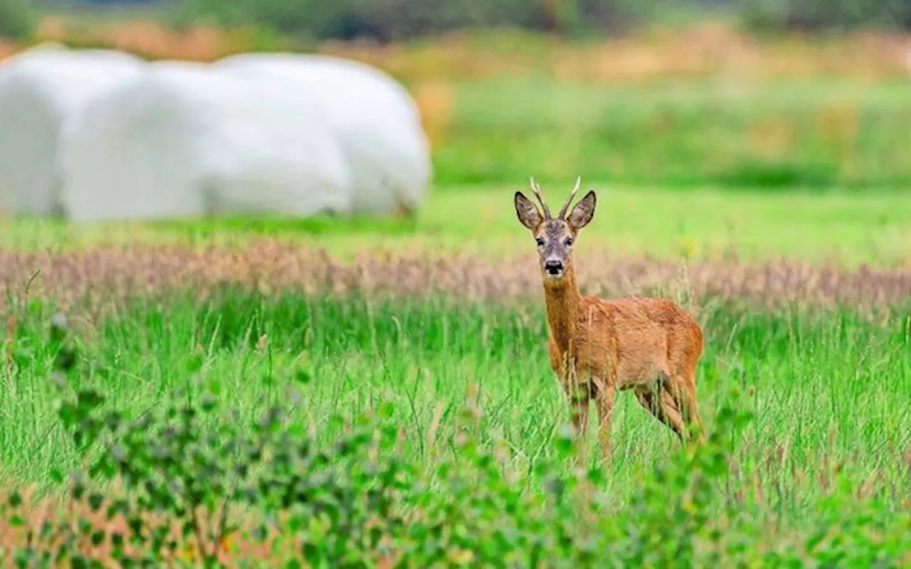 Zum Schutz vor Verbiss mehr Wild aus dem Wald bringen