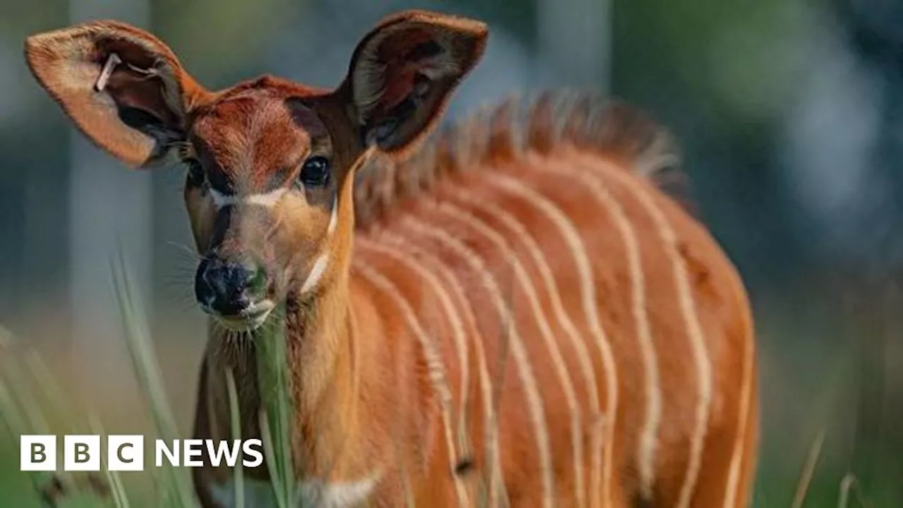 Chester Zoo announces birth of rare mountain bongo