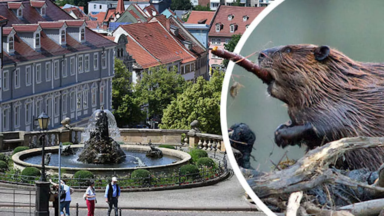 Gotha (Thüringen): Biber lassen Brunnen austrocknen