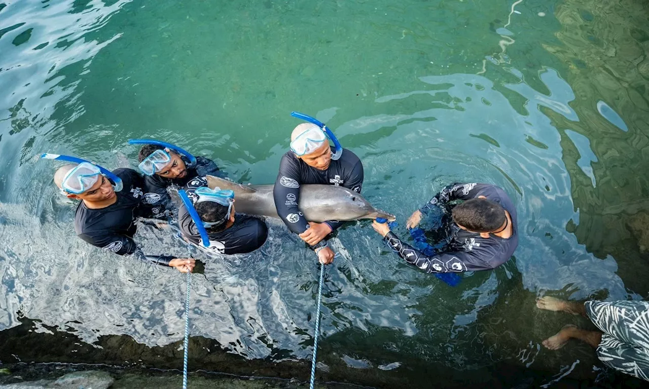 La historia detrás de la liberación de tres delfines en playa de Santa Marta