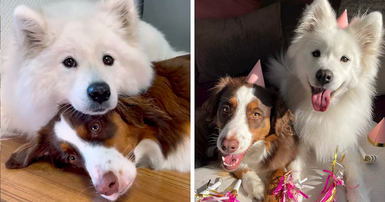 A Story Of Two Best Friends Hugging Each Other Every Day Is Melting Hearts All Over The Internet