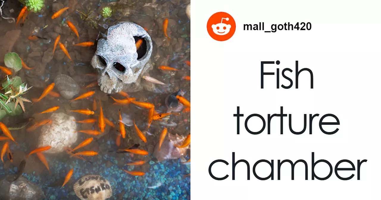 'Fish Torture Chamber': Aquarium With Real Fish Created Around Leaky Fire Hydrant Sparks Concerns