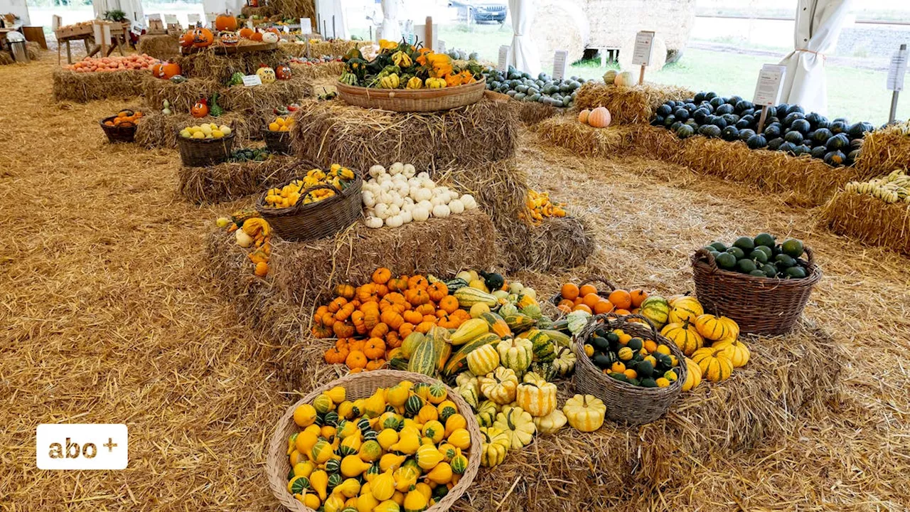 Der Sommer hat sich abrupt verabschiedet, nun wartet die Kürbiszeit: So lief die Ernte im Baselbiet