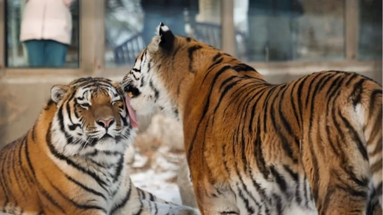 Zoos need more involvement in conservation, less in entertainment: Calgary zoo conference