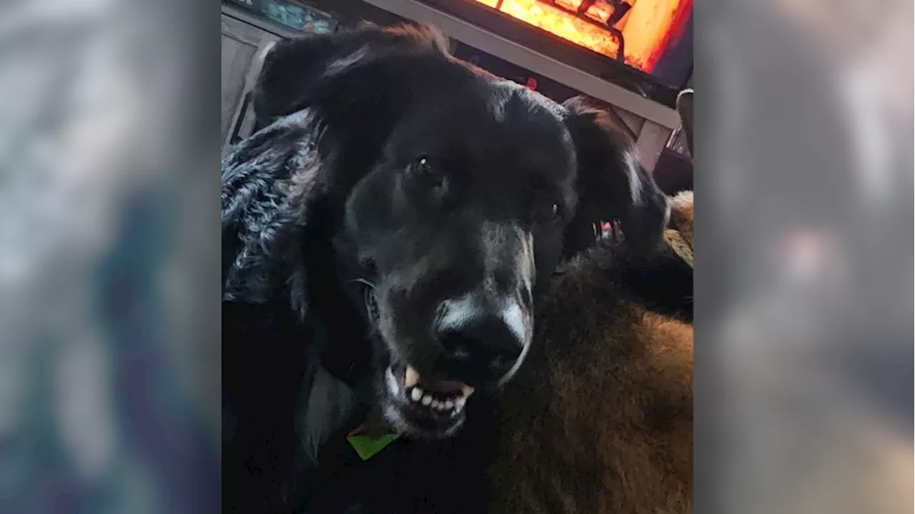 Search underway for dog missing after collision on Highway 417: Ottawa OPP