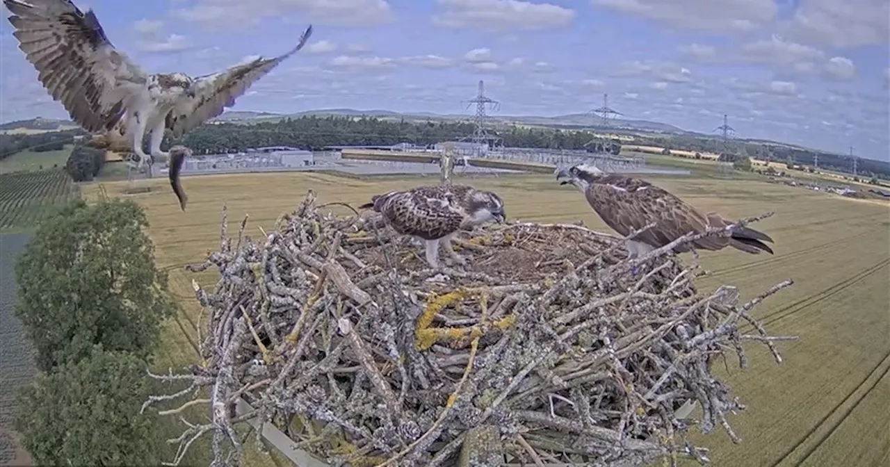 Family of ospreys at Perthshire substation migrate thousands of miles for winter