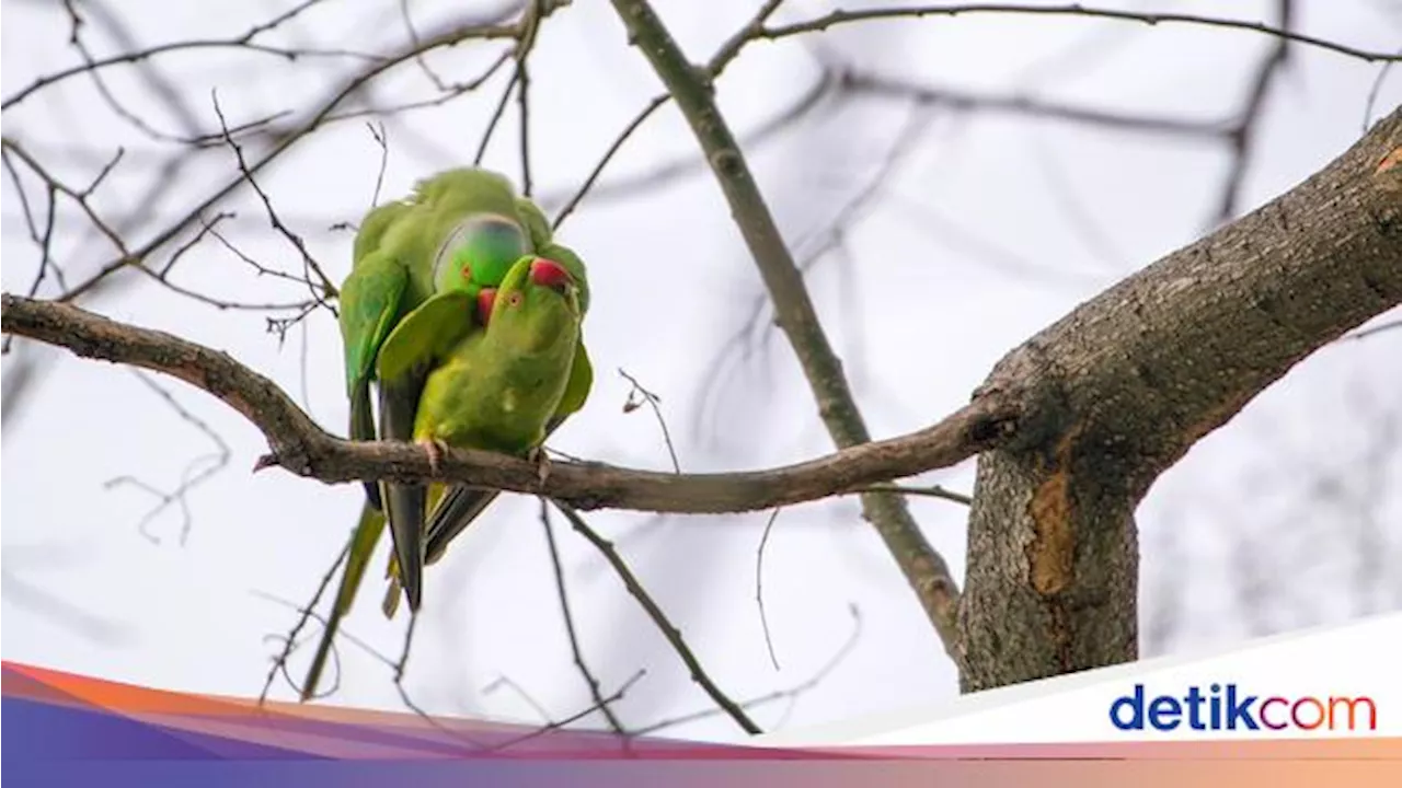 Populasi Burung Terancam Punah, Perburuan Satwa Liar Jadi Masalah Terbesar