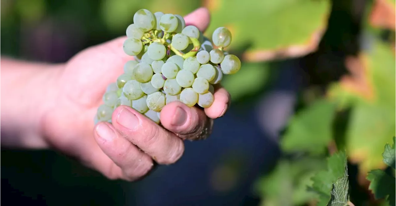 Italien holt sich Titel als größter Weinproduzent zurück