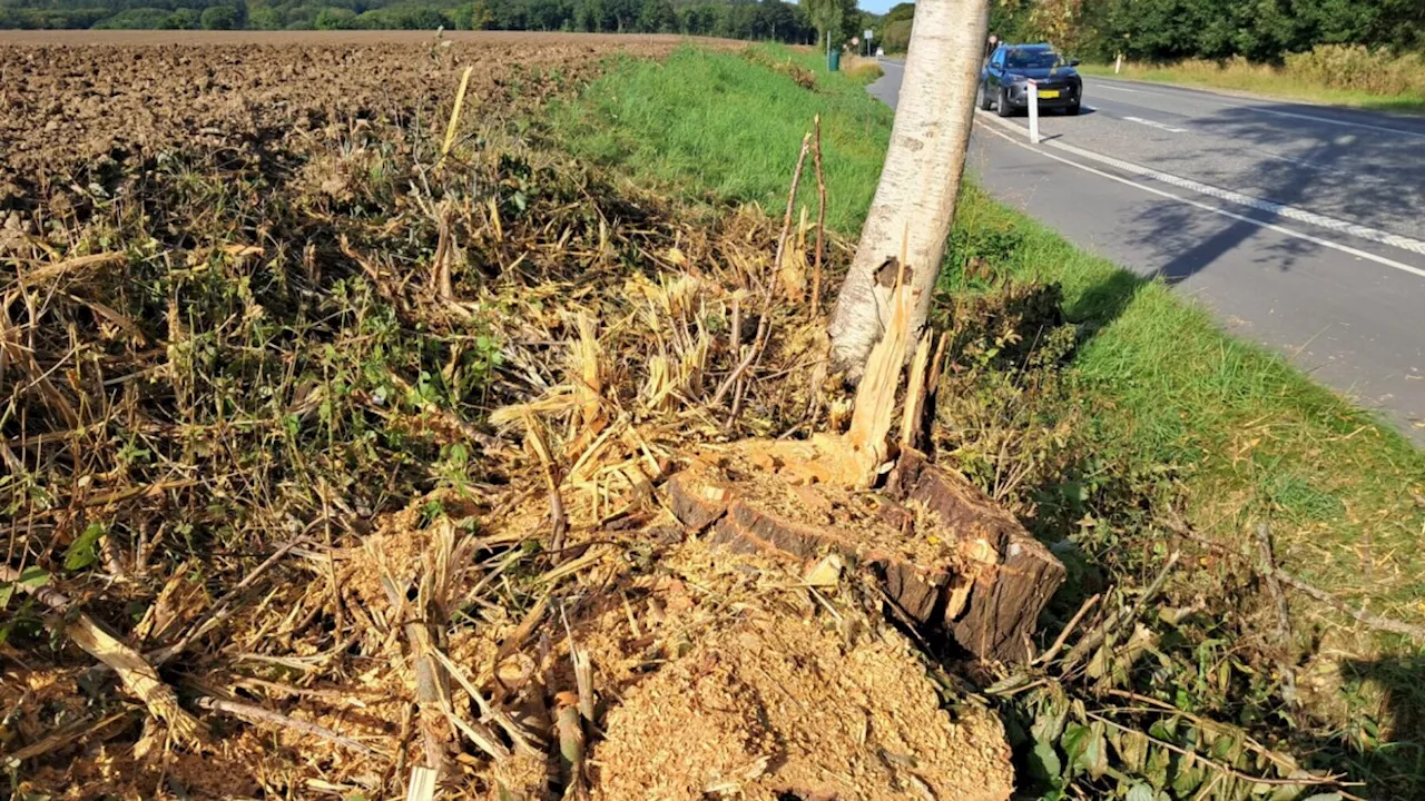 31 vejtræer fældet og stjålet: Træ-tyve kan regne med stort erstatningskrav