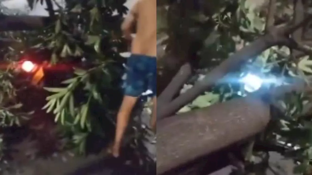 Motociclista se salvó de ser aplastado por un árbol tras fuertes tormentas en Barranquilla