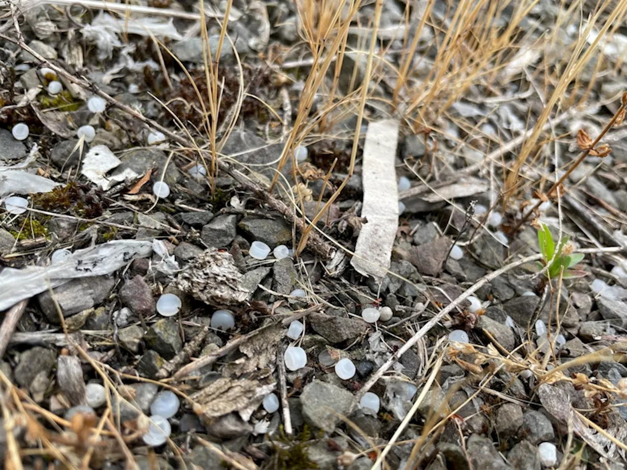 Köln: Doppelt so viel Mikroplastik im Rhein wie 2020