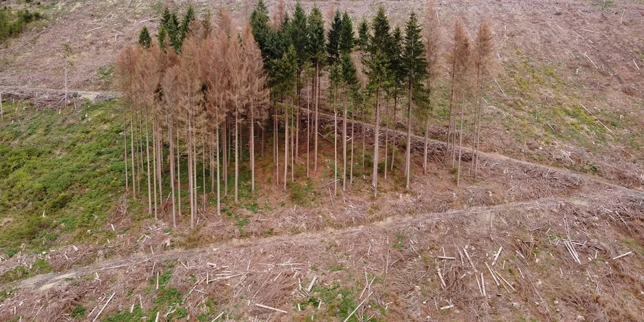 Deutschlands Wälder sterben - wie Özdemir die notwendige Wende schaffen kann