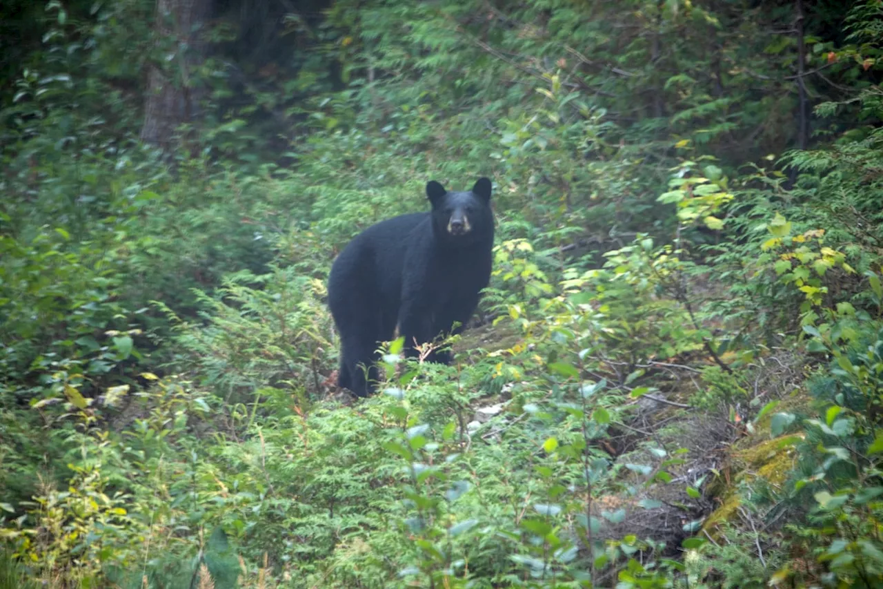 A 12-year-old boy fatally shoots a black bear mauling his father during a hunt in western Wisconsin