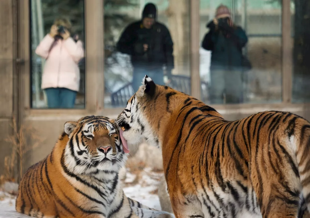 Zoos need to become more involved in conservation than entertainment, zoo conference hears