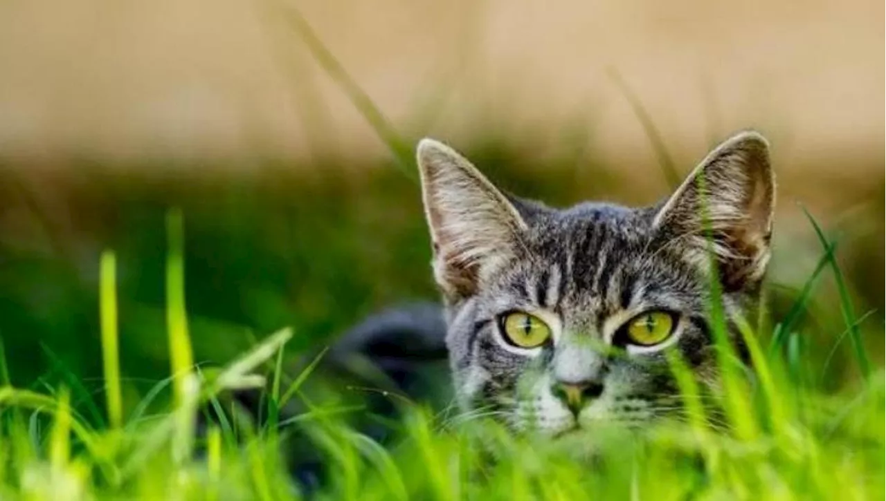 La scienza mette in discussione la più famosa credenza popolare sui gatti