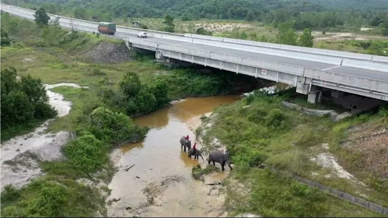 Pelestarian Gajah Sumatra di Balik Keramaian Tol Pekanbaru-Dumai