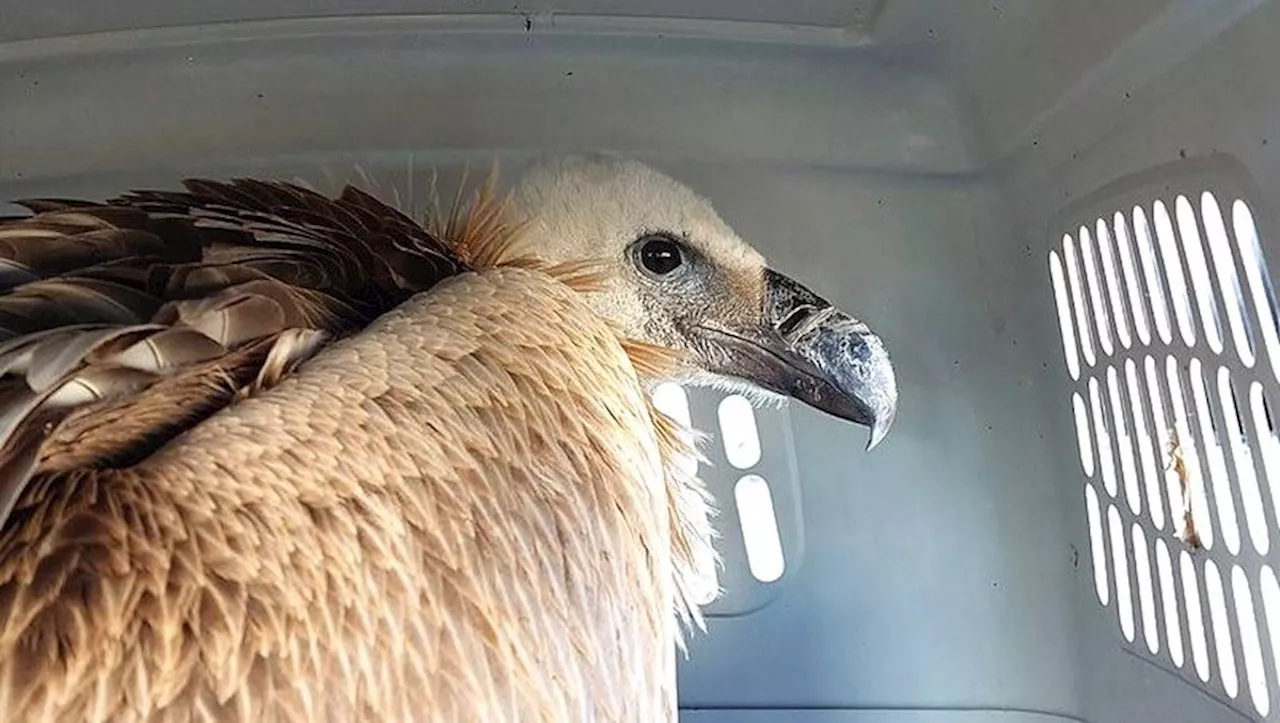 Comment ils ont sauvé un vautour fauve affamé sur le toit d’une grange