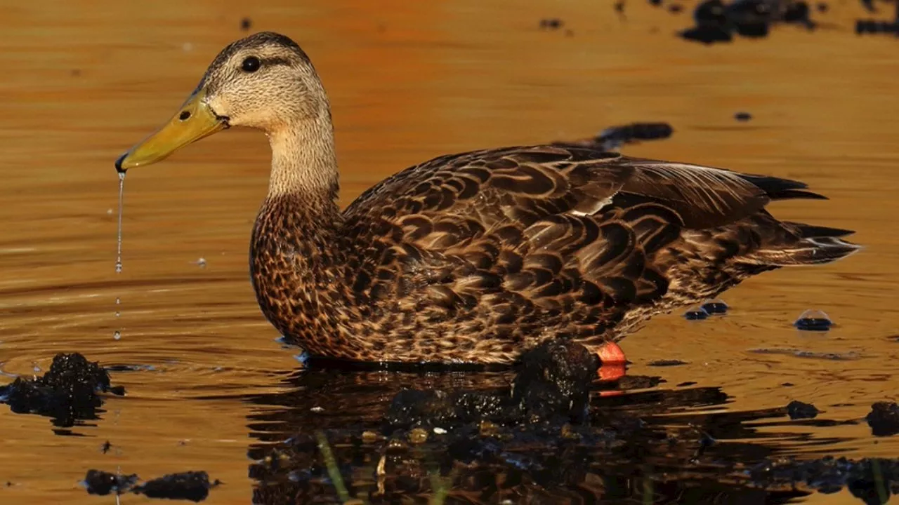 El pato mexicano especie amenazada de peligro de extinción que habita en la presa de El Palote