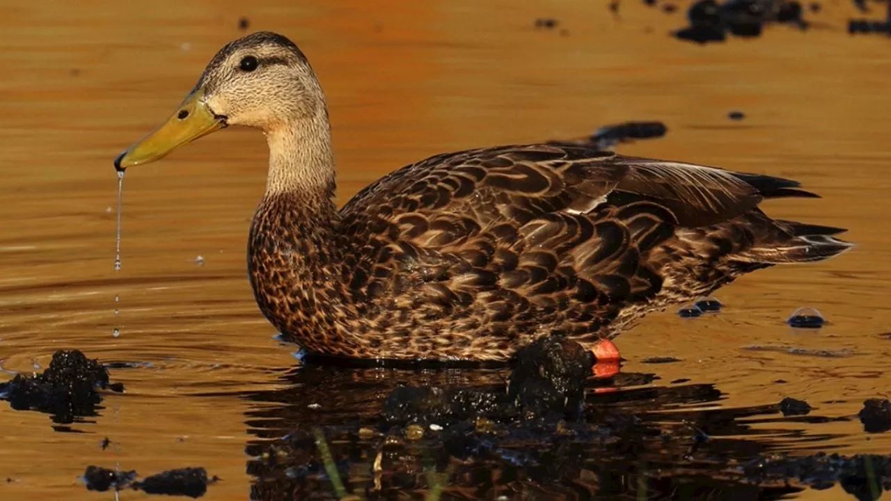 La presa de El Palote es el hogar de el pato mexicano, especie en peligro de extinción