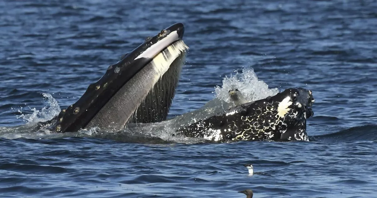 Una desconcertada foca termina en la boca de una ballena en aguas del estado de Washington