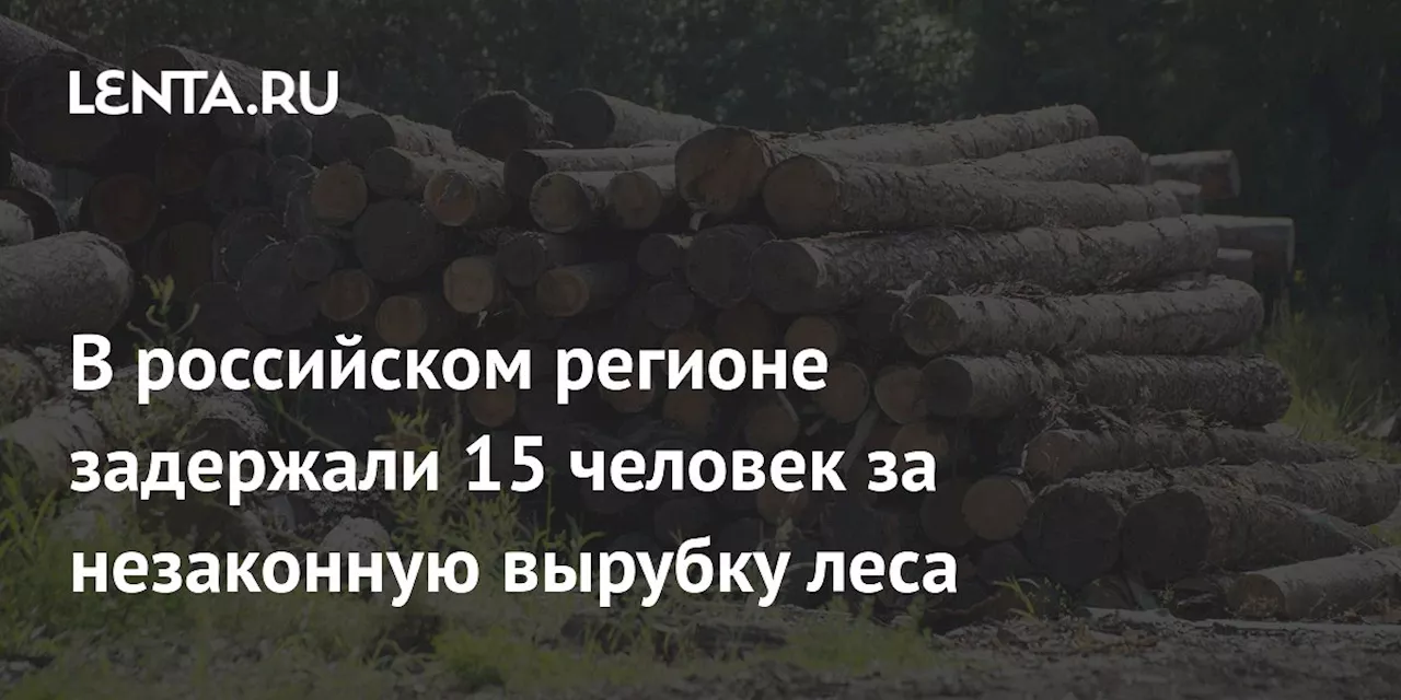 В российском регионе задержали 15 человек за незаконную вырубку леса