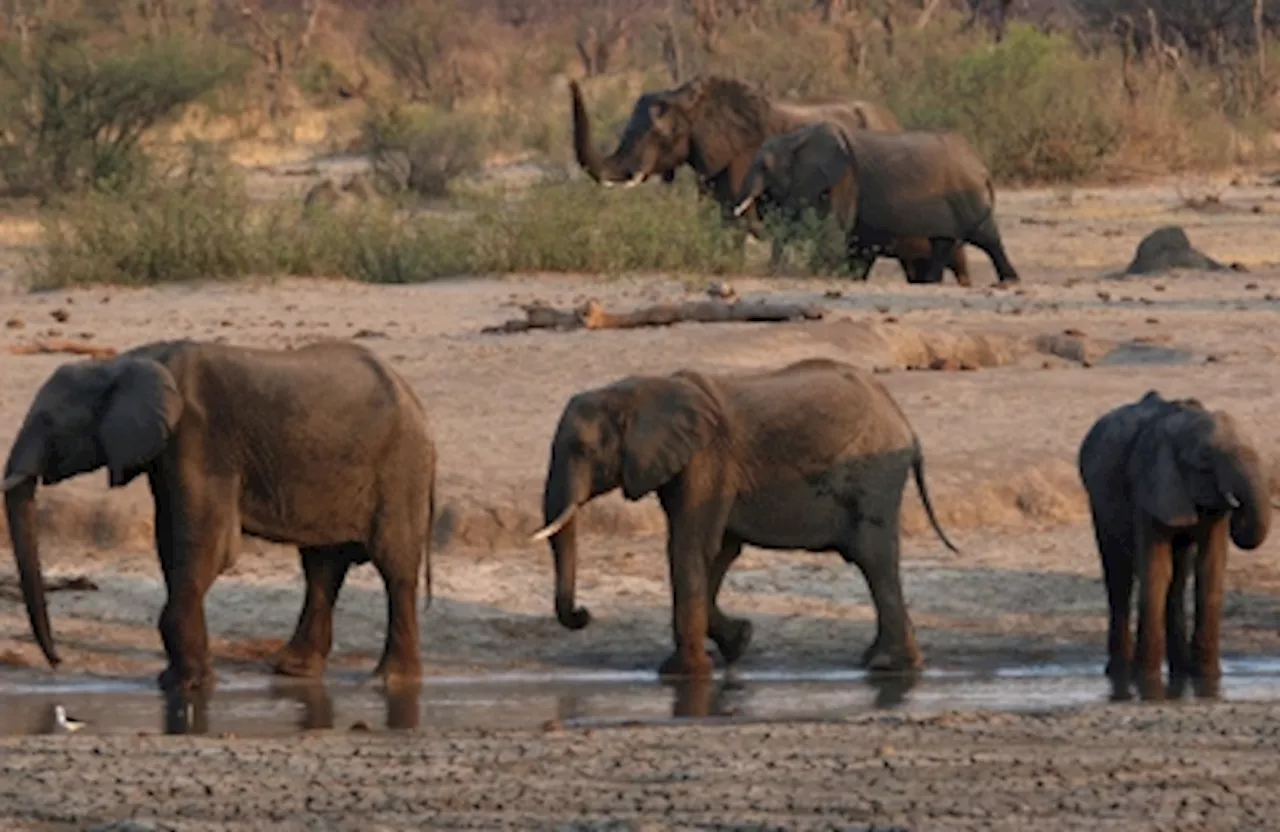 Facing extreme hunger due to drought, Zimbabwe plans to cull 200 elephants to feed its starving citizens