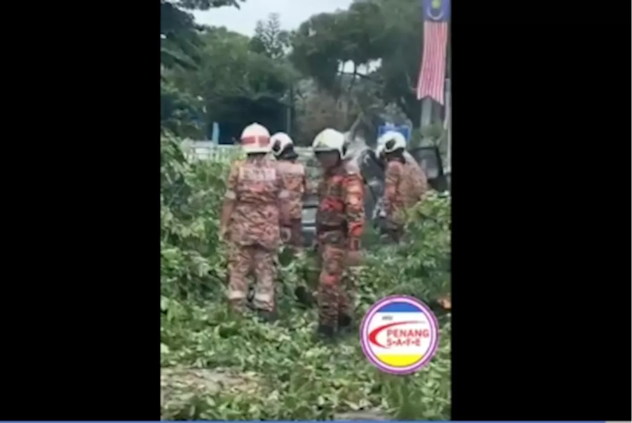 In Penang, two feared dead after massive tree topples onto car in Lebuh Gereja, rescue efforts ongoing (VIDEO)