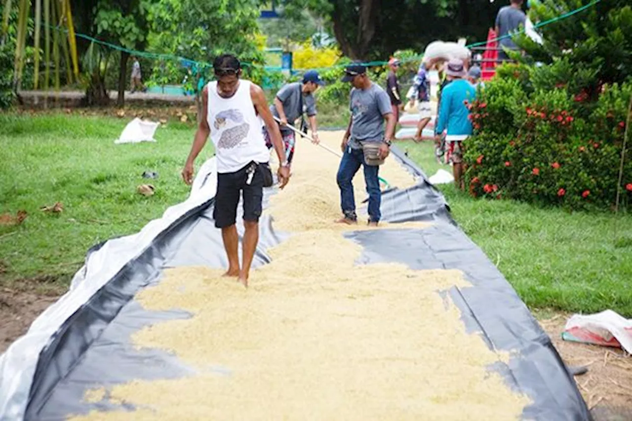 Solar bubble dryers ease farmers' woes in Davao del Norte town