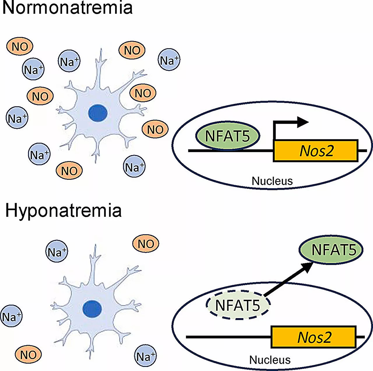 Exploring the effect of low sodium concentrations on brain microglial cells