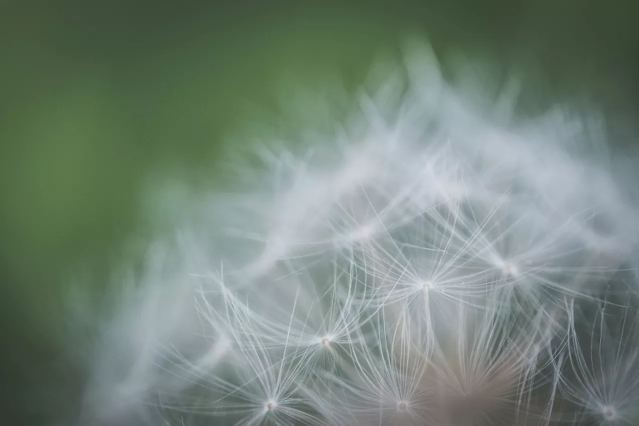 Houston pollen count has spiked dramatically over the last decade